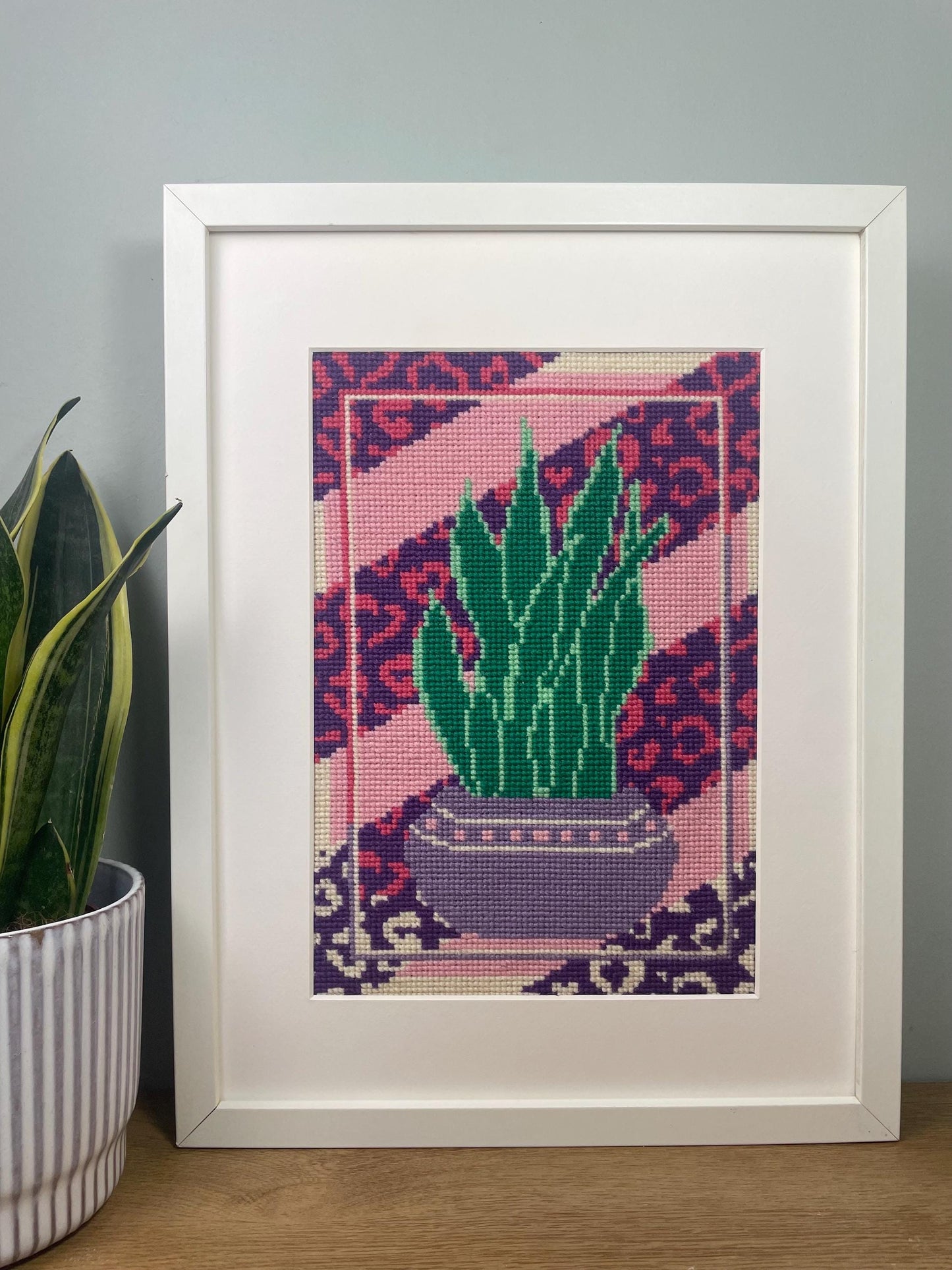 Sansevieria Purple