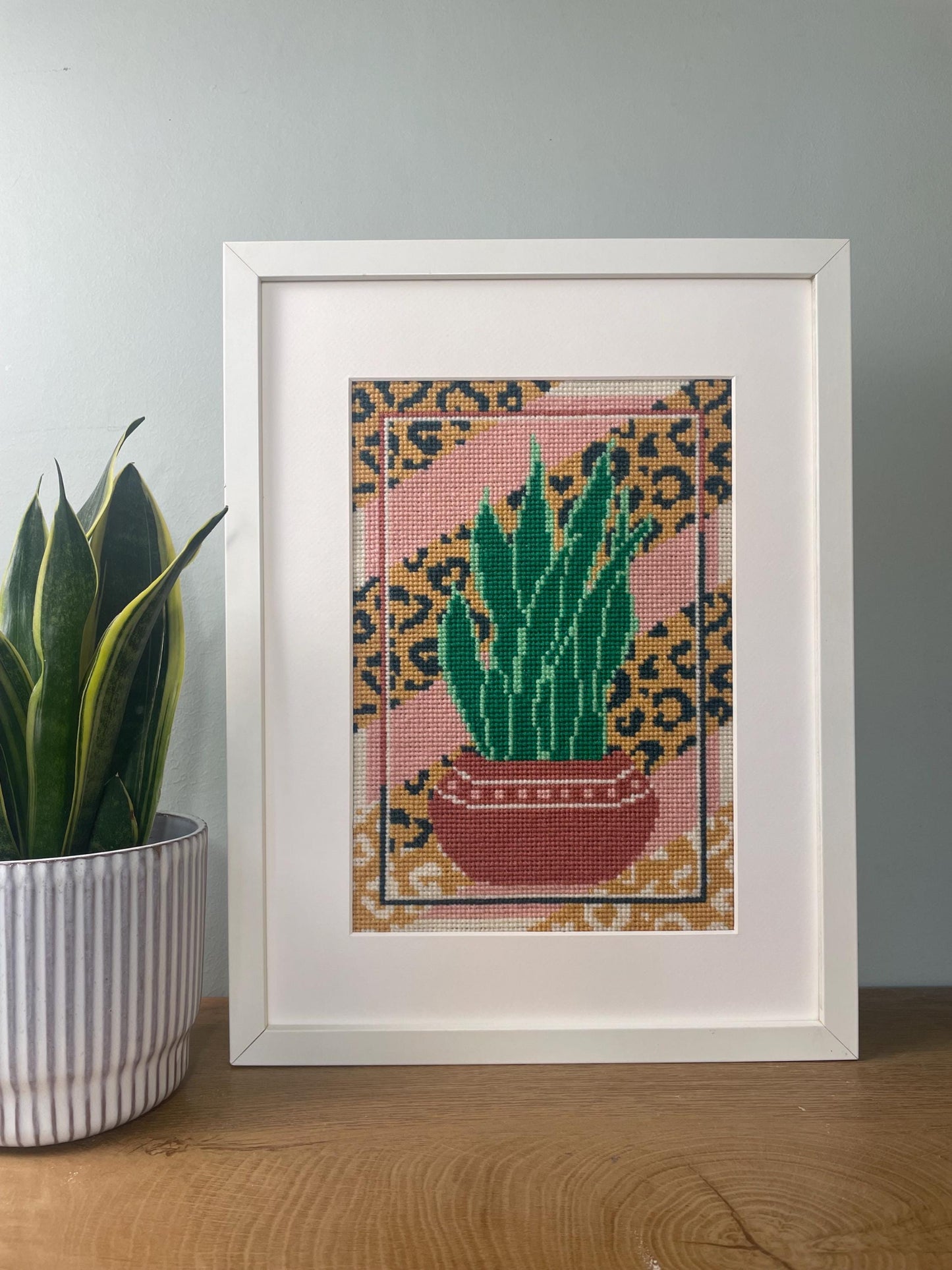 Sansevieria Mustard